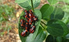 Tropidothorax leucopterus