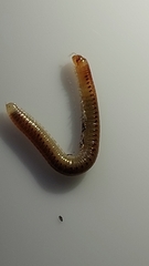 Blaniulus guttulatus