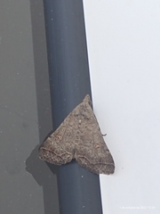 Bleptina caradrinalis