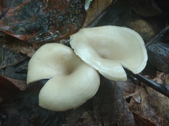 Omphalinaceae