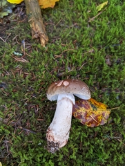 Amanita excelsa