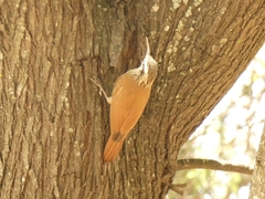 Lepidocolaptes angustirostris