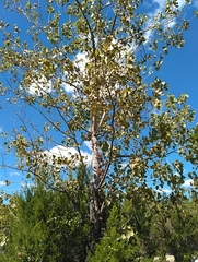 Populus deltoides