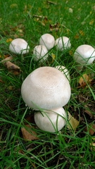 Agaricus