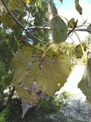 Populus deltoides