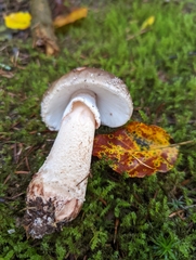 Amanita excelsa
