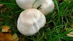 Agaricus