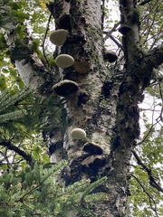 Fomitopsis