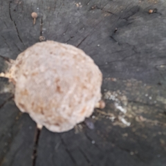 Reticularia lycoperdon