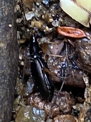 Agonum extensicolle