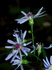Symphyotrichum retroflexum