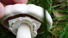 Agaricus