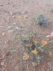 Lasiosiphon deserticola