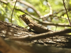 Tropidurus spinulosus
