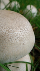 Agaricus