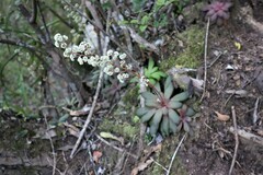 Crassula orbicularis