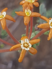 Lasiosiphon deserticola