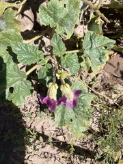 Proboscidea parviflora