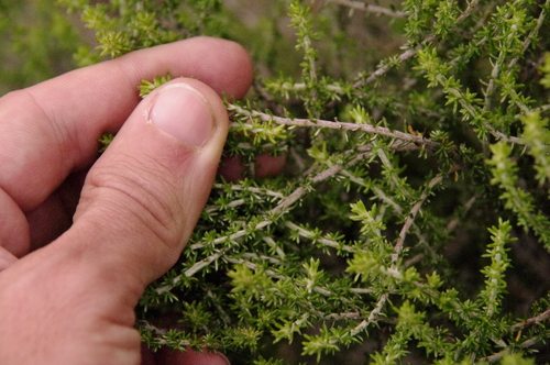 Image of Shortleaf Blombush (Metalasia brevifolia) by (c) Eric Knight, some rights reserved (CC BY)