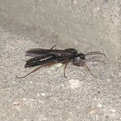 Aculeata