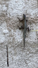 Tropidurus
