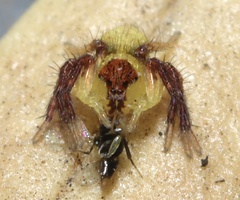 Oxyopidae