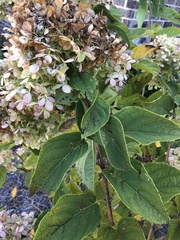 Hydrangea paniculata