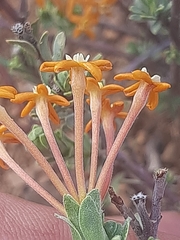 Lasiosiphon deserticola