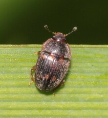 Stelidota geminata