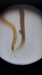 Haplophilus subterraneus