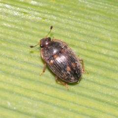 Stelidota geminata