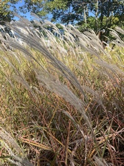 Miscanthus