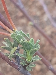 Lasiosiphon deserticola