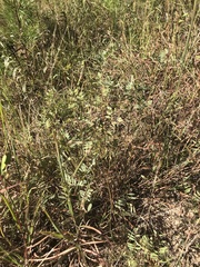 Tephrosia virginiana