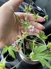 Geranium carolinianum