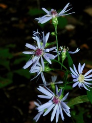 Symphyotrichum retroflexum