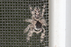 Phidippus otiosus