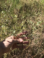 Tephrosia virginiana
