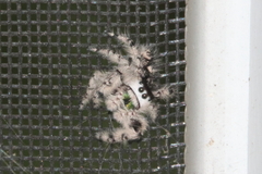 Phidippus otiosus