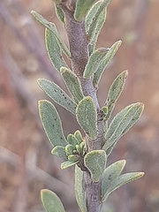 Lasiosiphon deserticola