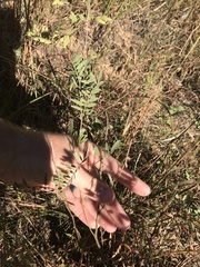 Tephrosia virginiana