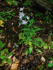 Symphyotrichum retroflexum