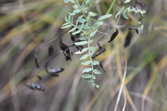 Astragalus tenellus