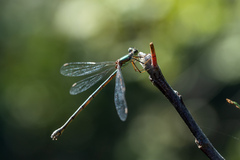 Chalcolestes parvidens