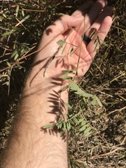 Tephrosia virginiana