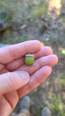 Quercus sinuata sinuata