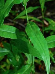 Symphyotrichum retroflexum