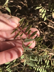 Tephrosia virginiana