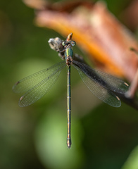 Chalcolestes parvidens