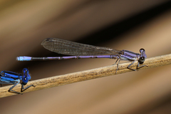 Argia hinei
